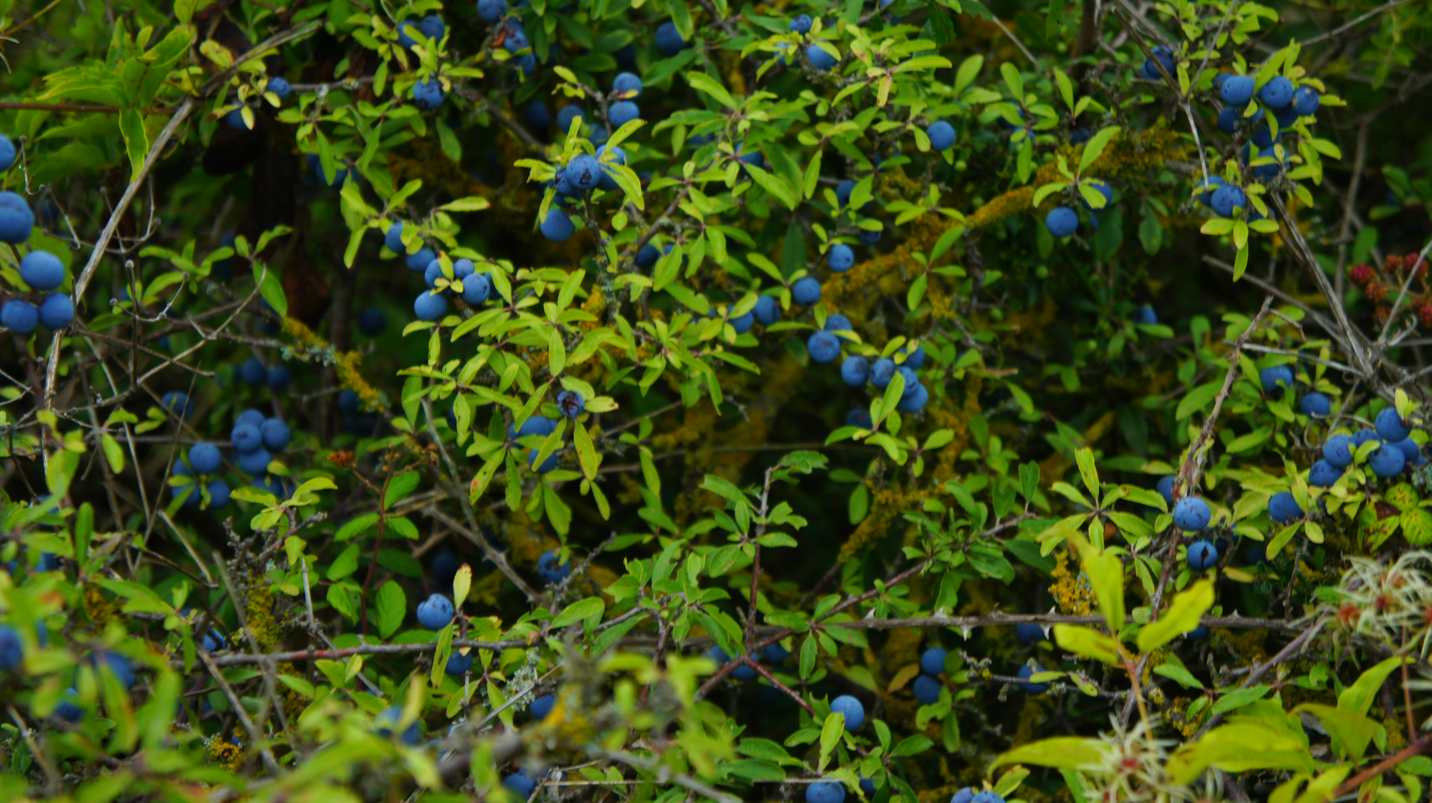 Frutos naturales